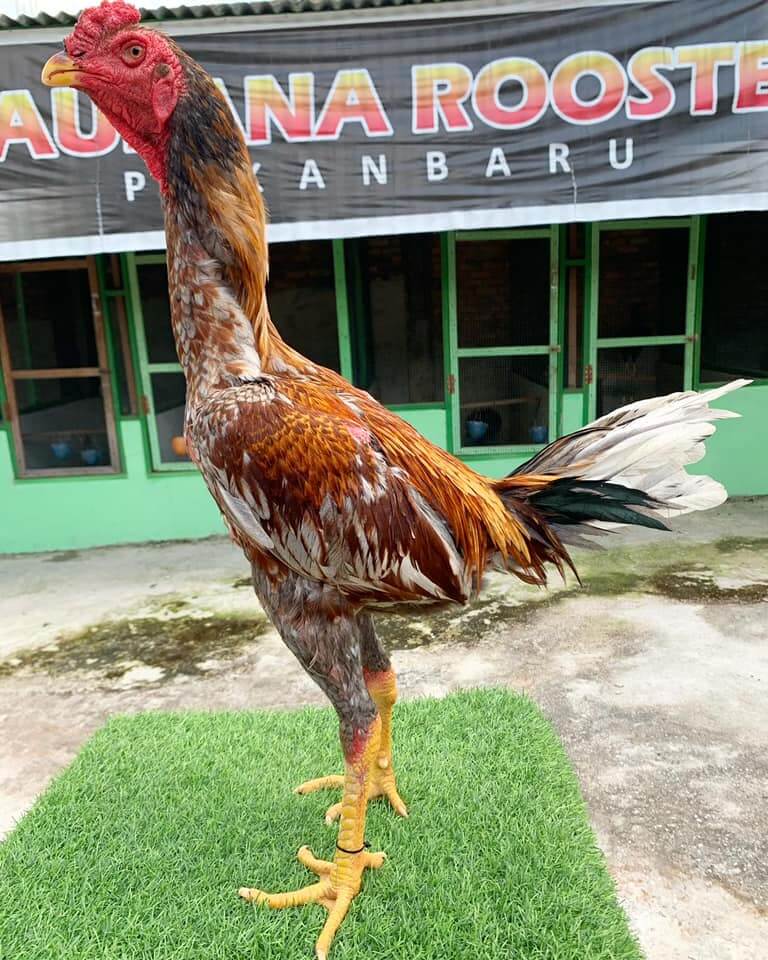 Detail Gambar Ayam Ninja Nomer 32