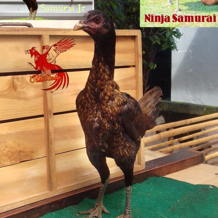 Detail Gambar Ayam Ninja Nomer 9