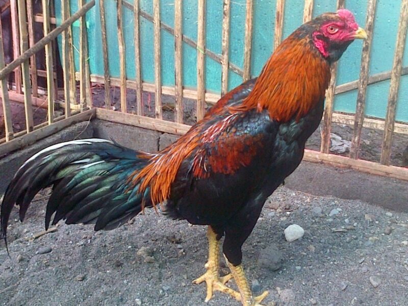 Detail Gambar Ayam Pakhoy Nomer 18