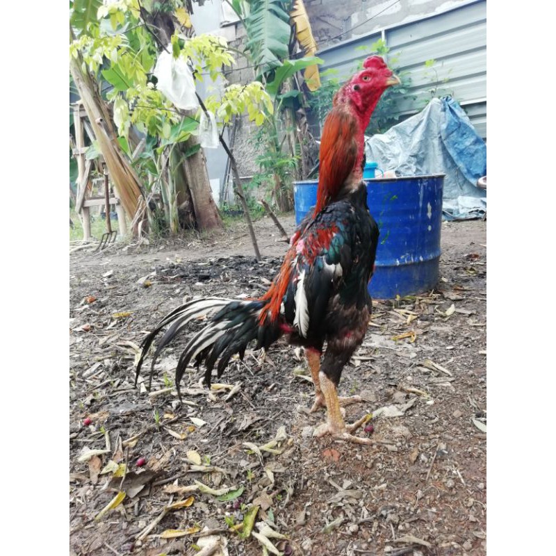 Detail Gambar Ayam Pakhoy Nomer 30