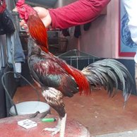 Detail Gambar Ayam Pakhoy Nomer 34