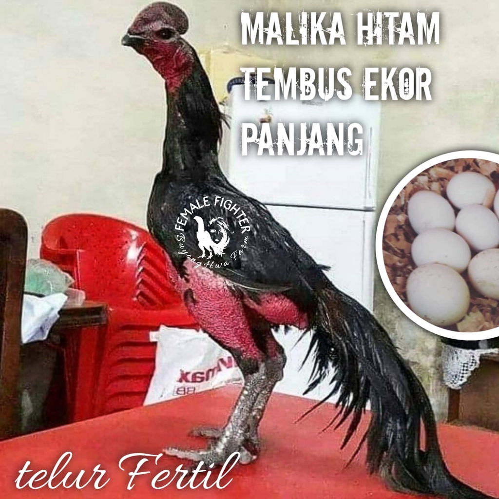 Detail Gambar Ayam Pakhoy Nomer 52