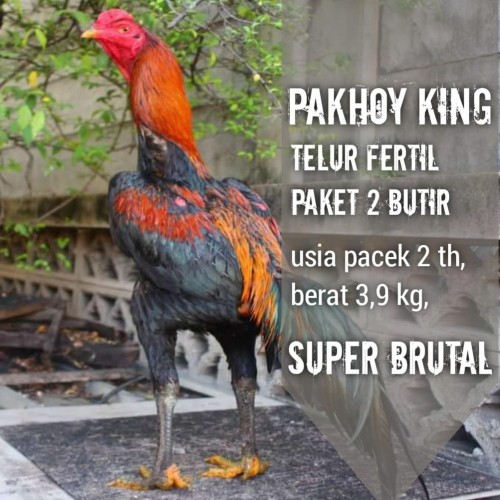 Detail Gambar Ayam Pakhoy Juara Nomer 15