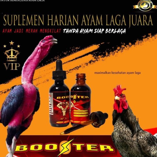 Detail Gambar Ayam Pakhoy Juara Nomer 24