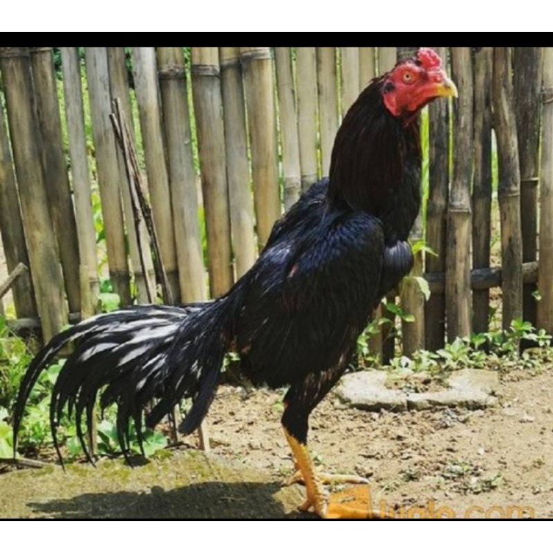 Detail Gambar Ayam Pakhoy Juara Nomer 39