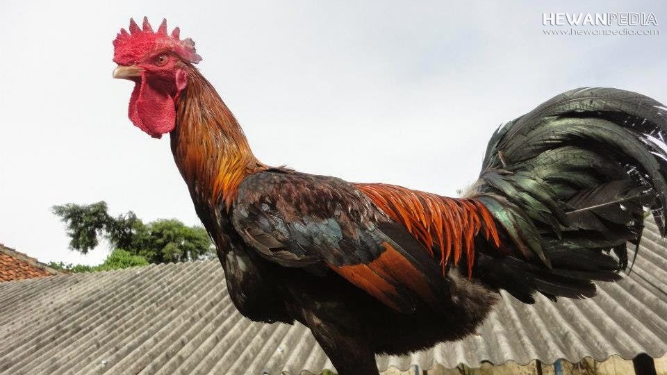 Detail Gambar Ayam Pakhoy Juara Nomer 43