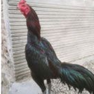 Detail Gambar Ayam Pakhoy Juara Nomer 45