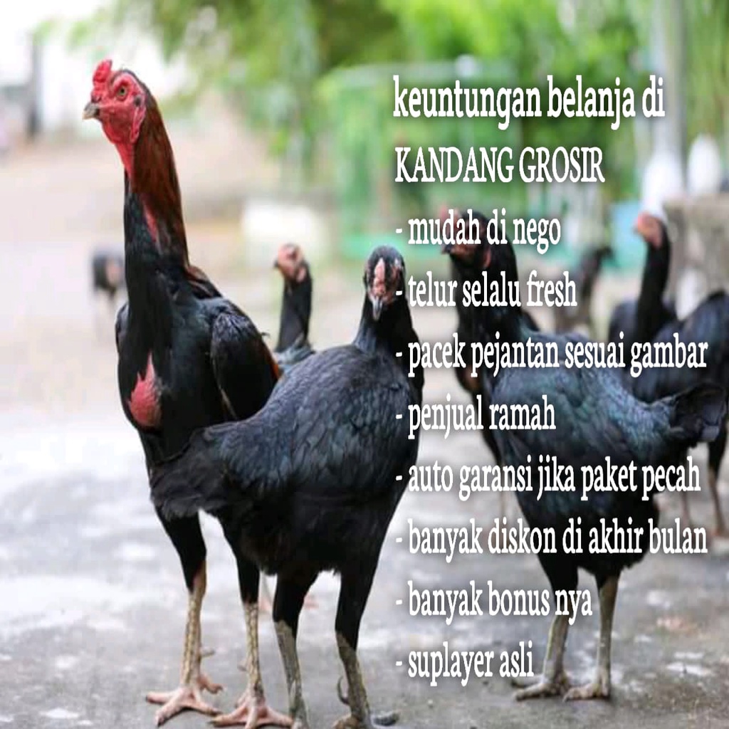 Detail Gambar Ayam Pakhoy Juara Nomer 56