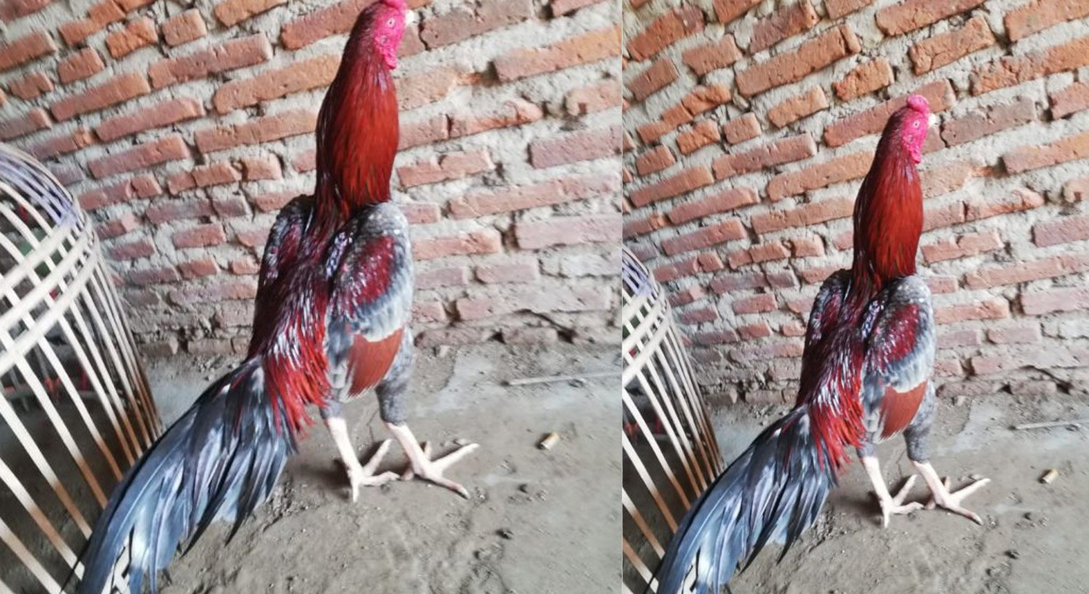 Detail Gambar Ayam Pakhoy Juara Nomer 10