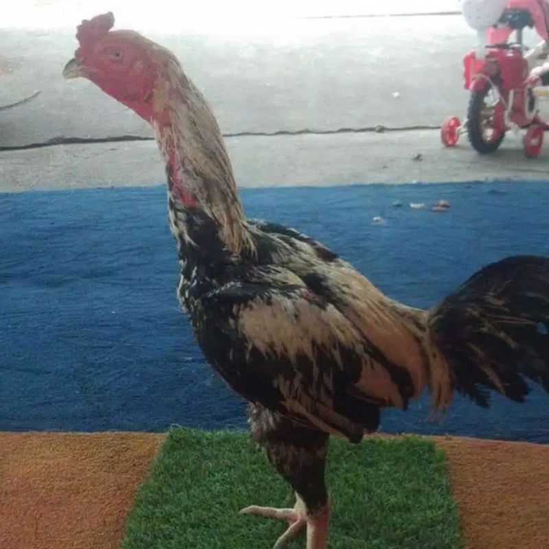 Detail Gambar Ayam Pama Ori Nomer 51