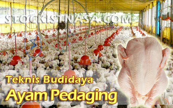 Detail Gambar Ayam Pedaging Nomer 44