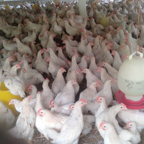 Detail Gambar Ayam Pejantan Nomer 16