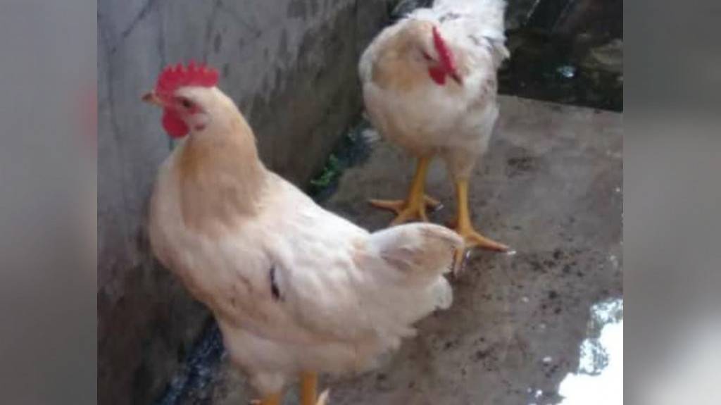 Detail Gambar Ayam Pejantan Nomer 3