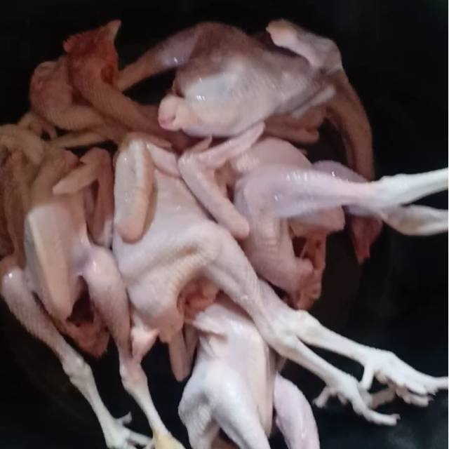 Detail Gambar Ayam Pejantan Nomer 33