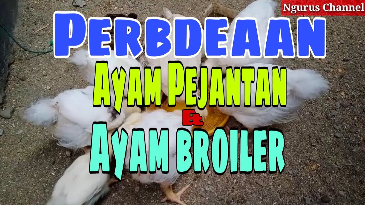 Detail Gambar Ayam Pejantan Nomer 34