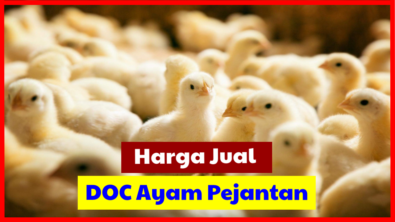 Detail Gambar Ayam Pejantan Nomer 50