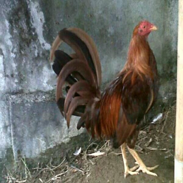 Detail Gambar Ayam Pelipin Nomer 36