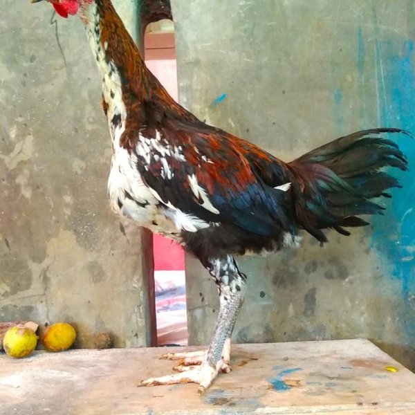 Detail Gambar Ayam Pelung Jumbo Nomer 26