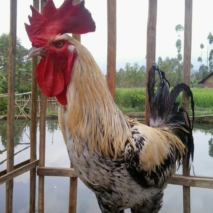 Detail Gambar Ayam Pelung Jumbo Nomer 32