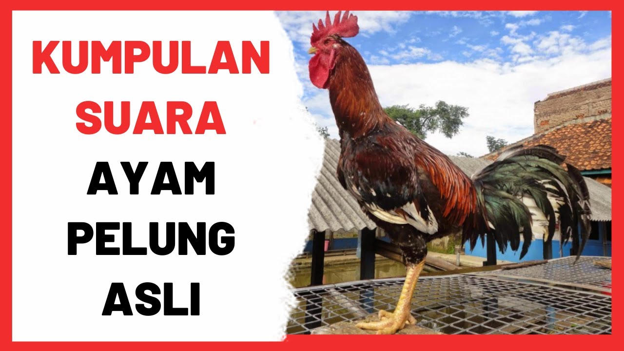 Detail Gambar Ayam Pelung Jumbo Nomer 36