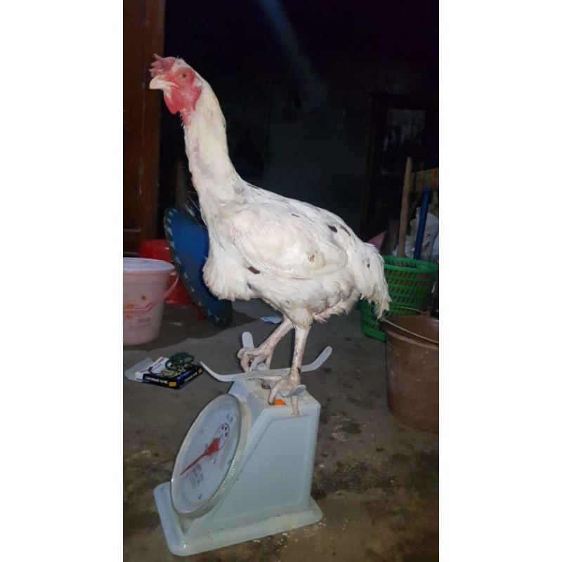 Detail Gambar Ayam Pelung Jumbo Nomer 45