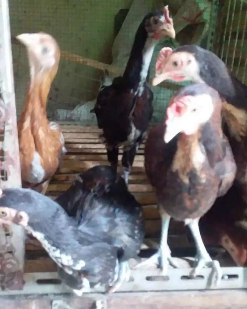 Detail Gambar Ayam Pelung Jumbo Nomer 46