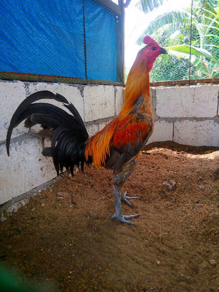 Detail Gambar Ayam Peru Nomer 18