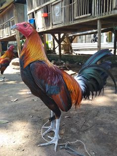 Detail Gambar Ayam Peru Nomer 19