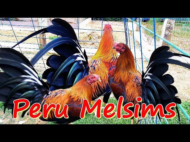 Detail Gambar Ayam Peru Nomer 20