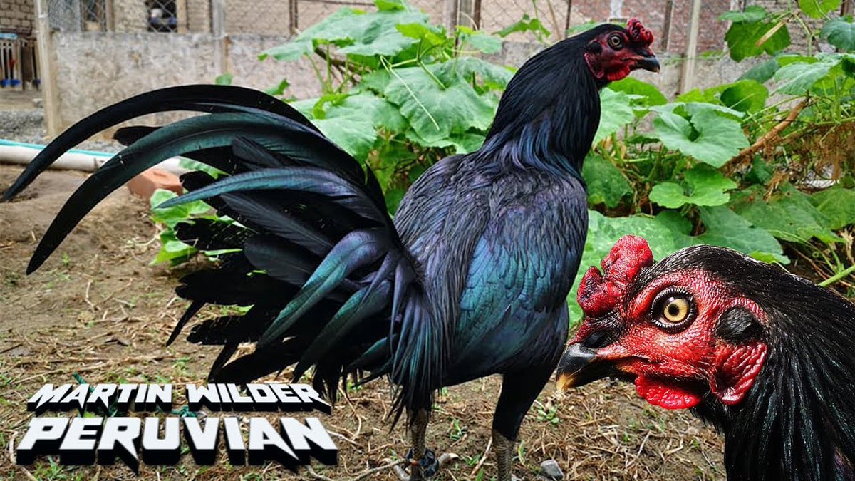 Detail Gambar Ayam Peru Nomer 21