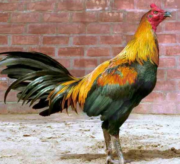 Download Gambar Ayam Peru Nomer 22