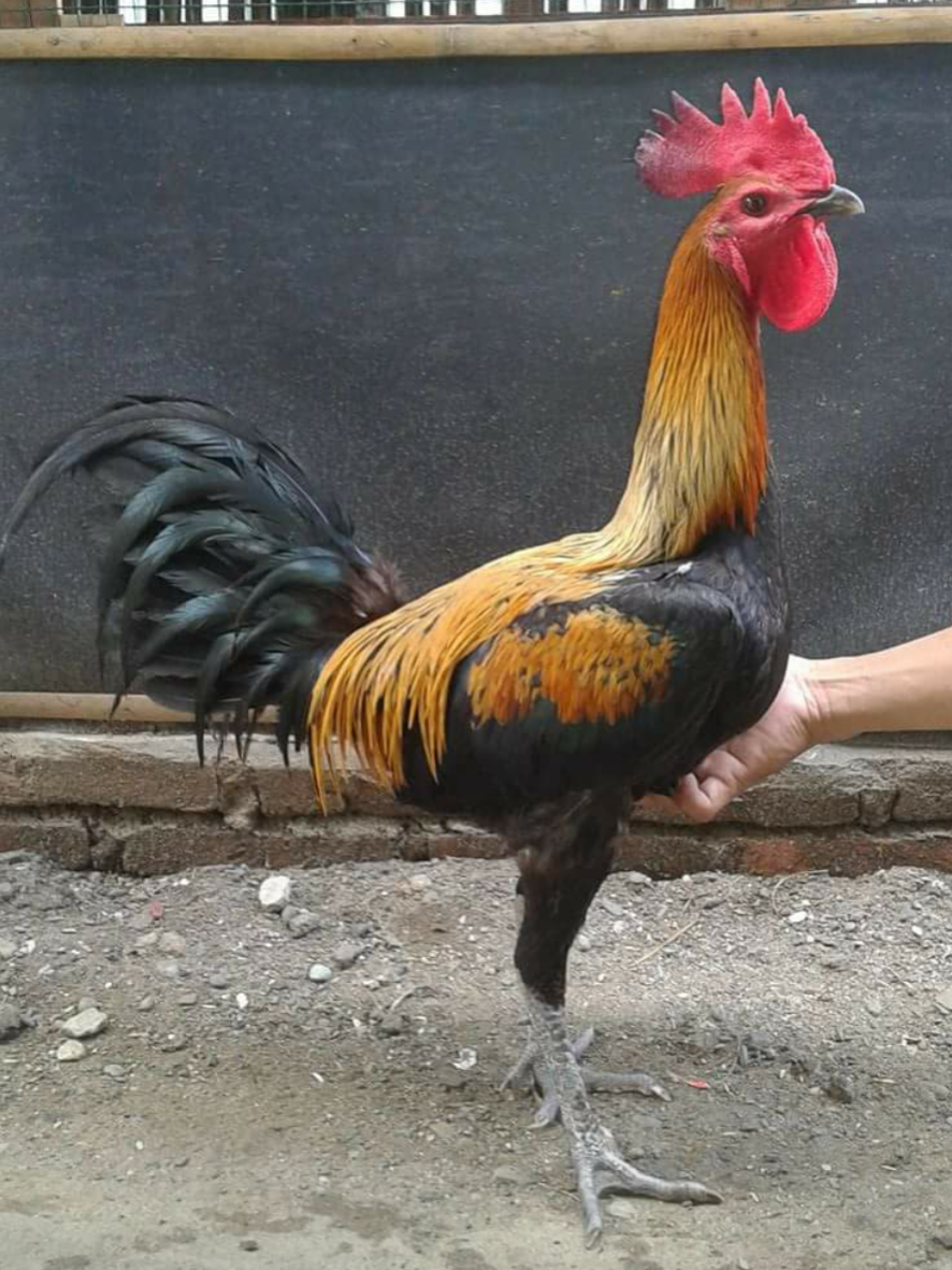 Detail Gambar Ayam Peru Nomer 23