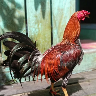 Detail Gambar Ayam Peru Nomer 28