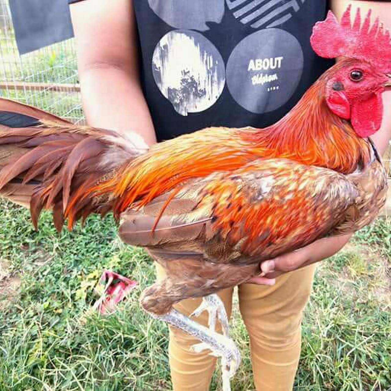 Detail Gambar Ayam Peru Nomer 34