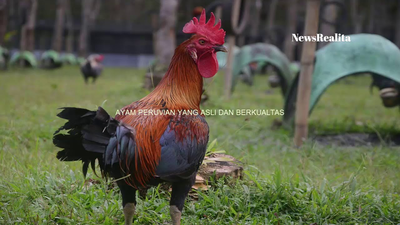 Detail Gambar Ayam Peru Nomer 44