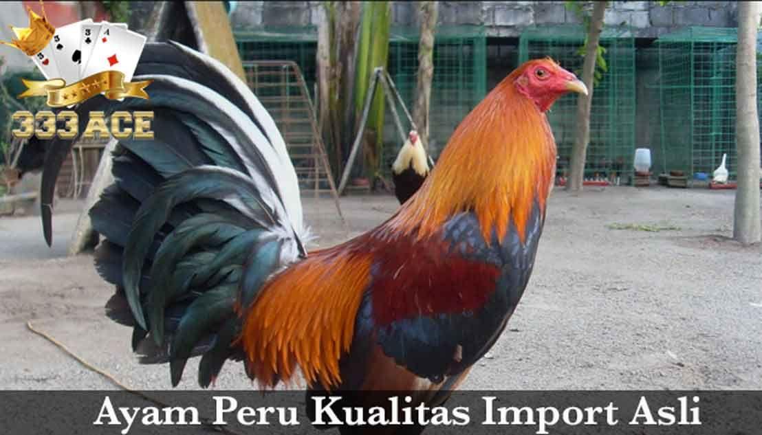 Download Gambar Ayam Peru Nomer 57