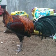 Detail Gambar Ayam Peru Nomer 58