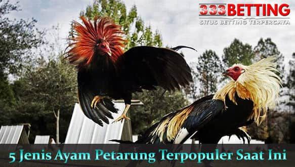 Detail Gambar Ayam Petarung Nomer 25