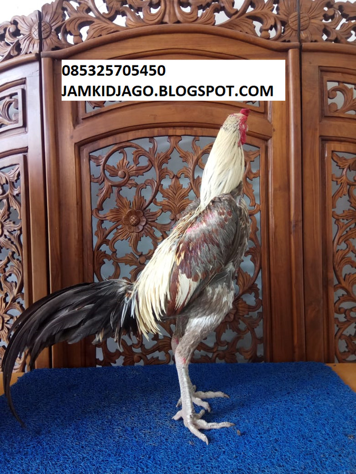 Detail Gambar Ayam Petarung Nomer 30