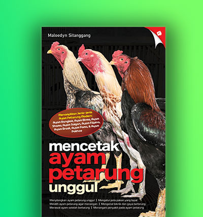 Detail Gambar Ayam Petarung Nomer 33