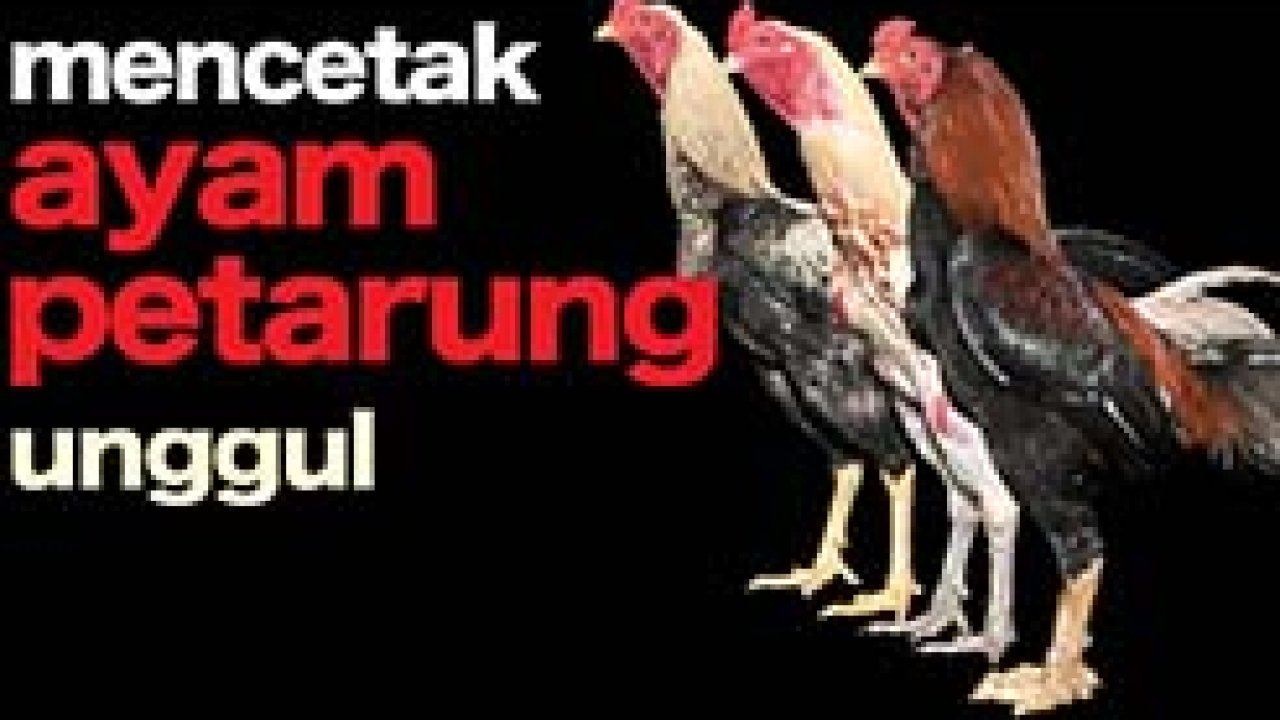 Detail Gambar Ayam Petarung Nomer 39