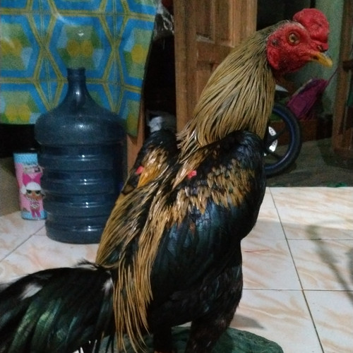 Detail Gambar Ayam Petarung Nomer 6