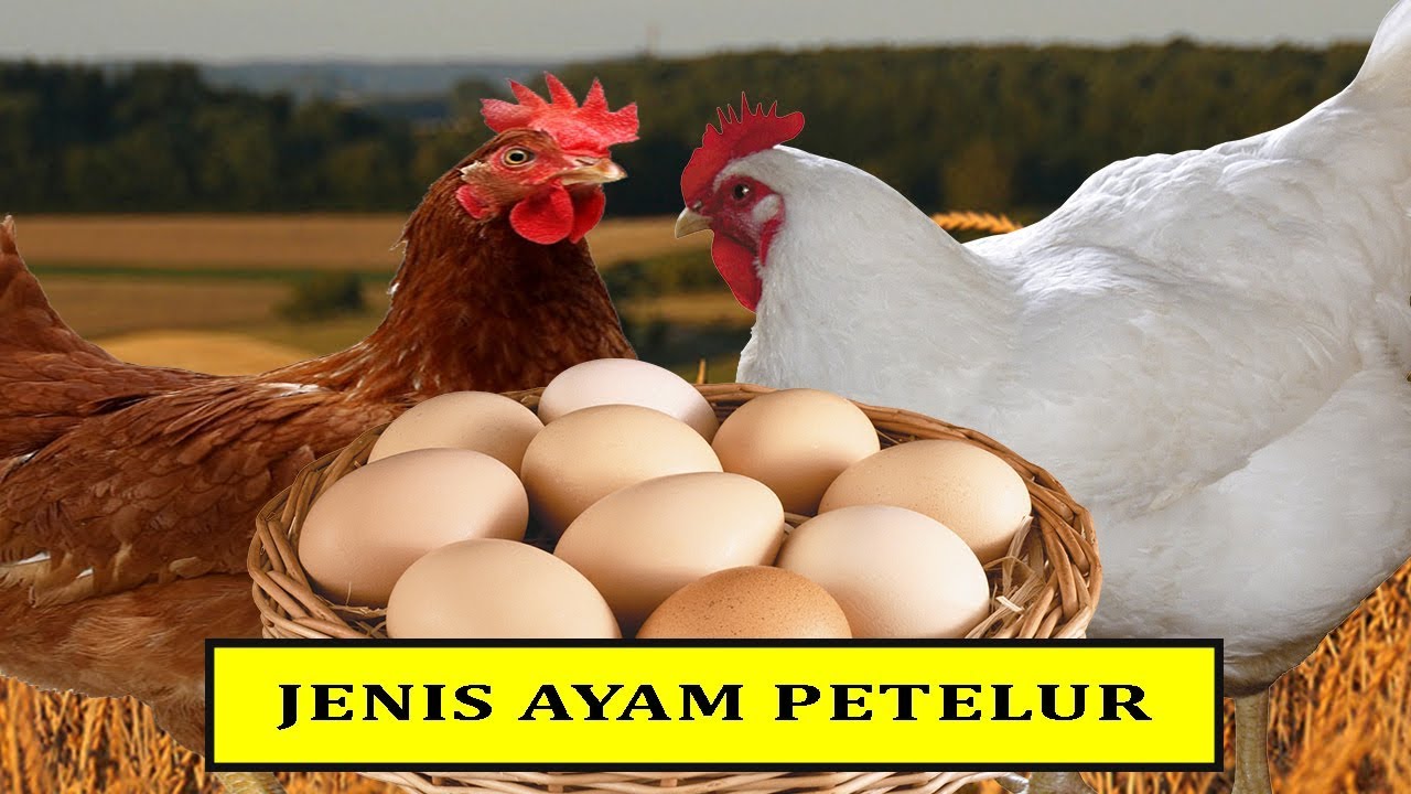 Detail Gambar Ayam Petelur Nomer 20