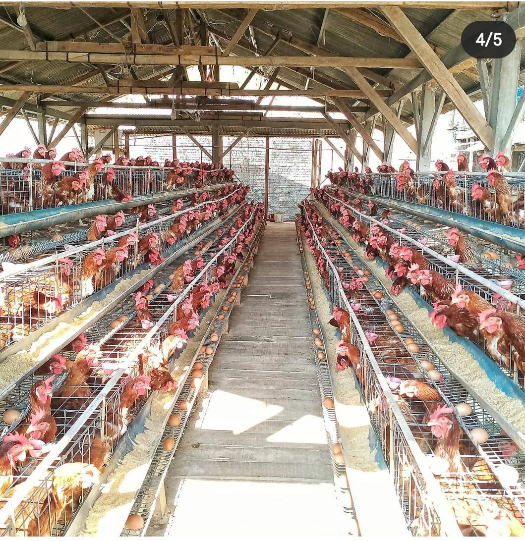 Detail Gambar Ayam Petelur Nomer 21