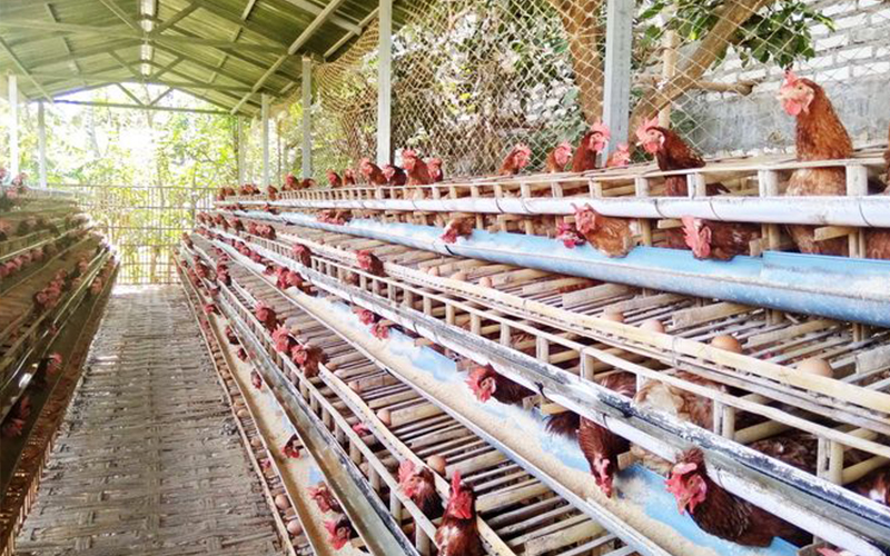 Detail Gambar Ayam Petelur Nomer 28