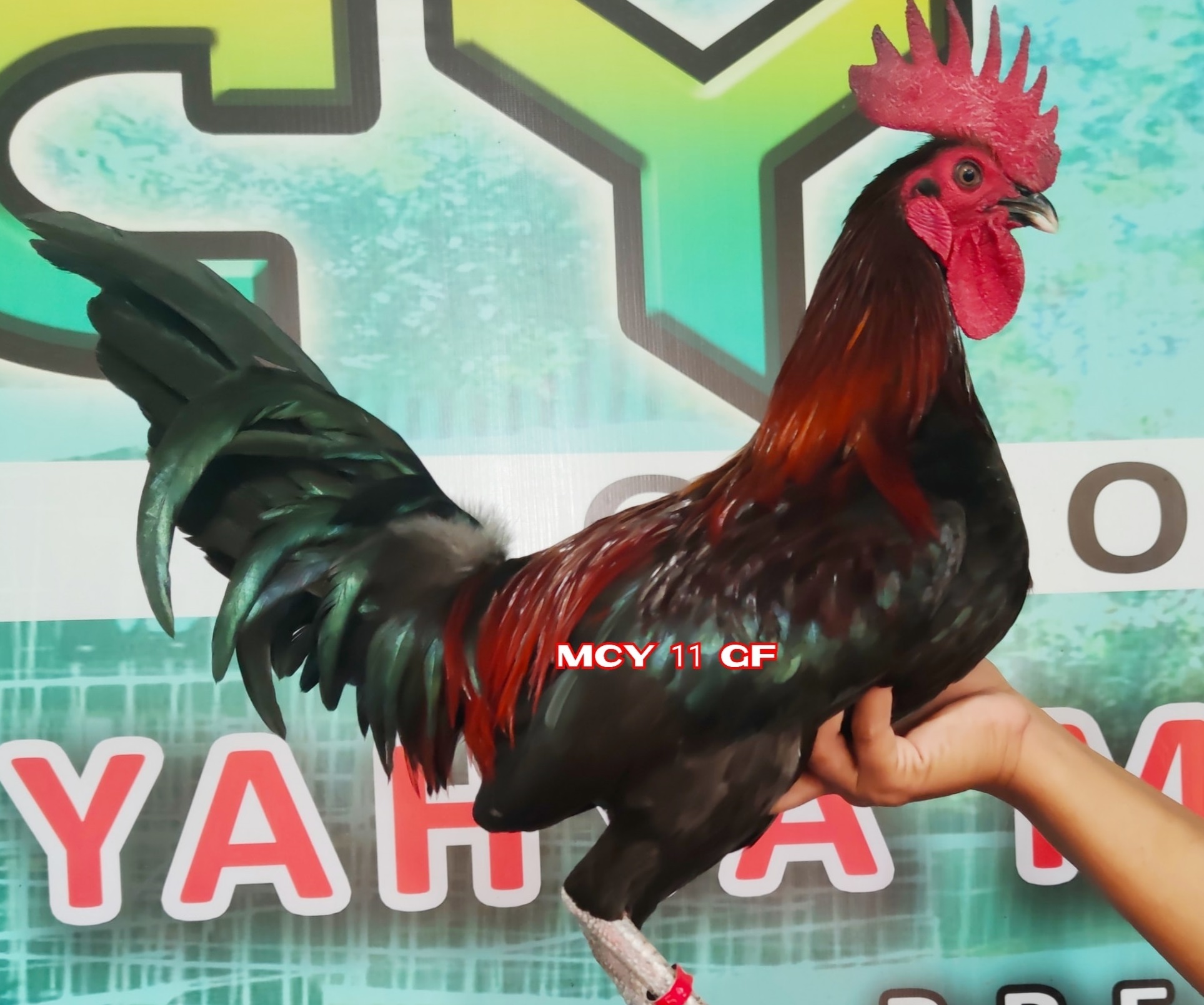 Detail Gambar Ayam Philipin Nomer 7