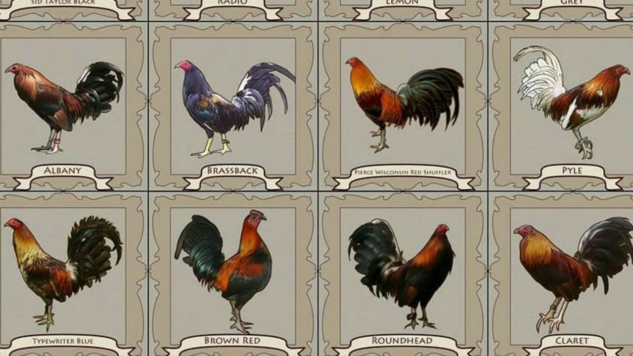 Detail Gambar Ayam Philipin Asli Nomer 2
