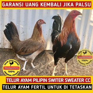 Detail Gambar Ayam Philipin Asli Nomer 16