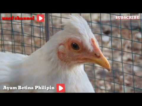 Detail Gambar Ayam Philipin Asli Nomer 44