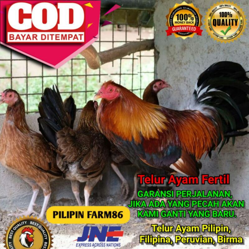 Detail Gambar Ayam Philipin Asli Nomer 46